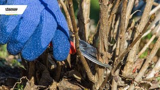 COME POTARE LORTENSIA  guida con consigli per la potatura [upl. by Socher]