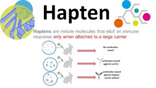 Haptens what are haptens [upl. by Averill267]