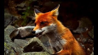 The Secret Life of Fox  Wildlife Wars Nat Geo [upl. by Anaiv]