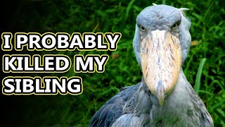 Shoebill facts as tall as a child  Animal Fact Files [upl. by Ahsemik]