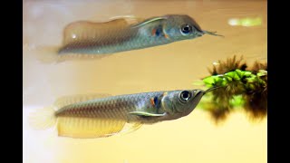 Best Top 10 Baby Arowana Fish Feeding  Small Arowana Feeding [upl. by Krell483]