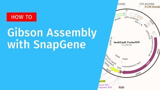 Gibson Assembly with SnapGene [upl. by Ashla163]