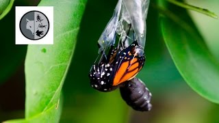 The life of Monarch Butterfly [upl. by Jegar]