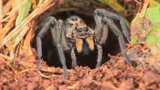 Wolf Spiders [upl. by Calmas306]