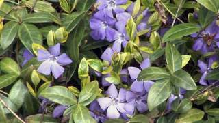 Using Vinca in the Garden [upl. by Worrad]