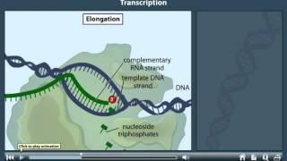 Transcription Animation [upl. by Euk]