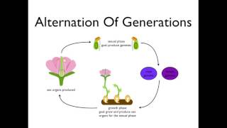 Alternation of Generations angiosperms [upl. by Oys910]