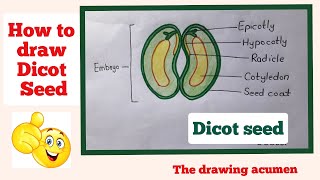 How to draw the diagram of Dicot Seed easily [upl. by Sherfield]