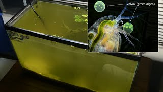 Raising Daphnia for the Freshwater Aquarium [upl. by Asoj863]