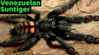 Venezuelan Suntiger Tarantula Psalmopoeus irminia Care amp Husbandry [upl. by Nerte336]