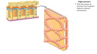 Type of Cell Junctions  Tight and Adherens Junctions [upl. by Kensell]