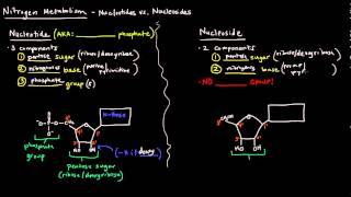 Nucleotides vs Nucleosides [upl. by Secnarf]