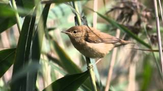 Reed Warbler Bird Call Bird Song [upl. by Eli]