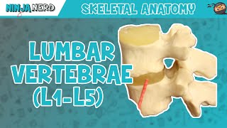 Lumbar Vertebrae L1L5 Anatomy [upl. by Kauppi945]