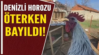 DENİZLİ HOROZU ÖTERKEN BAYILDI [upl. by Ycniuq517]