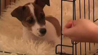 Crate Training Puppy Training Made Easy How To Crate Train Your Puppy [upl. by Aisel]