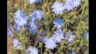 Chicory Cichorium intybus [upl. by Gill]