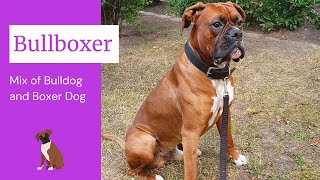 Bullboxer  The Perfect Mix of Bulldog and Boxer Dog [upl. by Alyar]