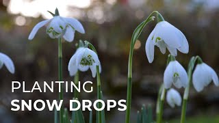 How to Plant Snowdrops [upl. by Belen830]