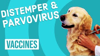 Canine Distemper amp Parvovirus Vaccine [upl. by Enimsay]