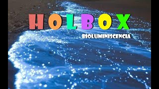 HOLBOX BIOLUMINISCENCIA [upl. by Shrier]