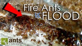 Fire Ants vs Flood  What Happens to Ants When It Rains [upl. by Merrie]