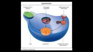 Lysosomes [upl. by Brubaker991]