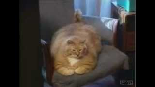 Guiness World Record  Worlds Fattest Cat  2012 [upl. by Mccurdy]