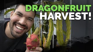 How To Grow Dragonfruit Part 5 HARVEST and End of Season Care [upl. by Lledraw]