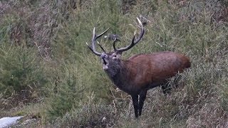 CACCIANDO  CACCIA AL CERVO  Red deer stag hunting in Italy [upl. by Macegan]