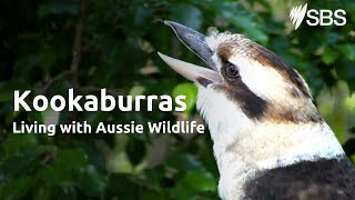 Kookaburra Habitat and Diet [upl. by Abey]