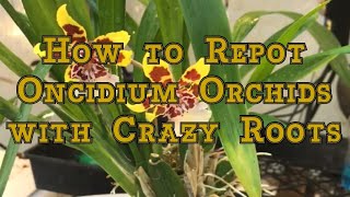 Oncidium Orchids Care How to Repot an Oncidium Orchid with Crazy Roots [upl. by Everrs]