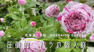 【オープンガーデン】憧れのバラの庭を訪問！たくさんの薔薇をお楽しみください。 [upl. by Etteloc937]