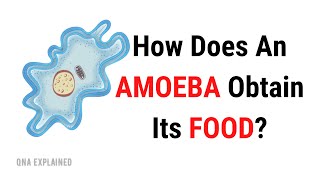 How does an AMOEBA obtain Its FOOD   QnA Explained [upl. by Andrea836]