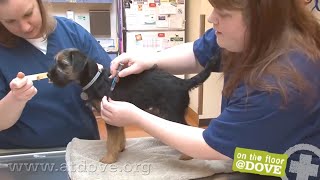 How to Administer Vaccines to Canine Patients [upl. by Critta]