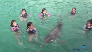 Nadando con delfines en Cancún [upl. by Aneehsirk592]