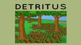 Detritus [upl. by Noned]