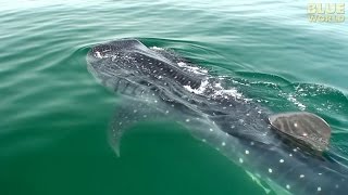 Whale Sharks of Holbox  JONATHAN BIRDS BLUE WORLD [upl. by Aniluap]