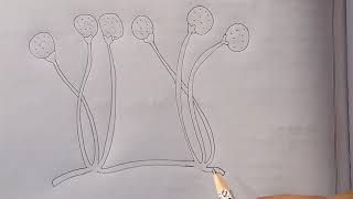 Diagram Of Rhizopus  How to draw labelled diagram of rhizopus  What is Rhizopus [upl. by Benedikta]