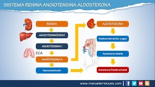 SISTEMA RENINA ANGIOTENSINA ALDOSTERONA  Morfofisiología [upl. by Derman]