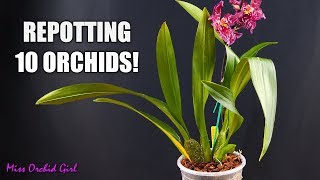 Repotting 10 Oncidium Orchids in one go  How I handle different sick Orchids [upl. by Ynnob640]