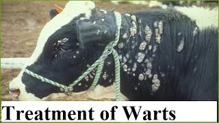 Treatment of Papillomatosis In Cattle [upl. by Walley]