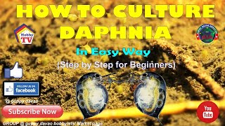 HOW TO CULTURE DAPHNIA In Easy Way [upl. by O'Donoghue]