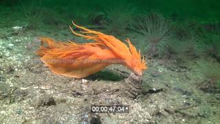 stock footage Giant nudibranch attacking tubedwelling anemone [upl. by Guido]