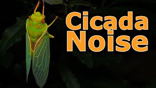 Cicadas Bug Noise Nature Ambient Sound  ASMR Australia [upl. by Ydnam]