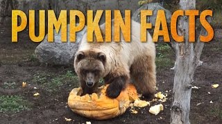 Pumpkin Facts  SKUNK BEAR [upl. by Ahserak134]