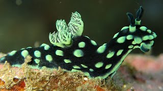 Facts The Nudibranch [upl. by Reham]