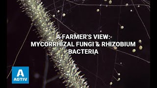 A Farmers View Mycorrhizal Fungi amp Rhizobium Bacteria [upl. by Nakah]