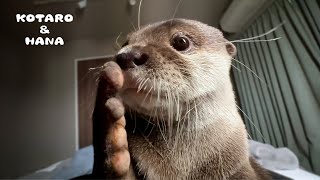 寝てる人間をとんでもない方法で起こしにくるカワウソ How My Otter Wakes Me Up [upl. by Alvis132]