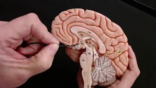 Brain Anatomy Review and Quiz [upl. by Secnarfyram]